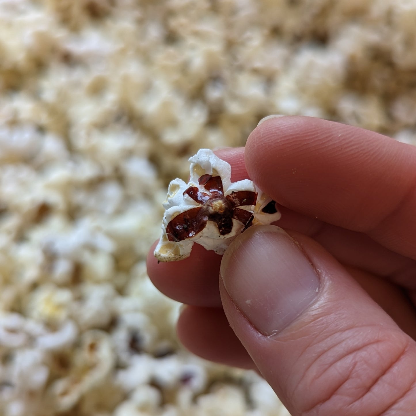 2 lbs Karen's Gourmet Popcorn Kernel Mix