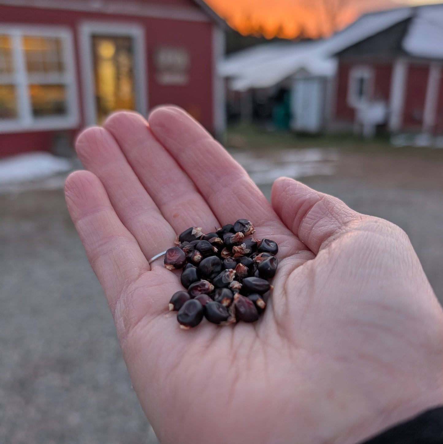 4 lbs Karen's Gourmet Popcorn Kernel Mix
